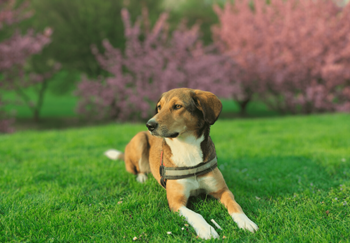 a brown and white dog laying in the grass